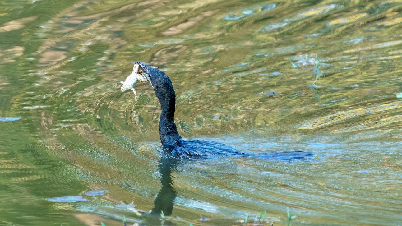 Kleinscharbe, Little Cormorant, Microcarbo niger. Frisst Bullfrog. Die Kleinscharbe, früher als Mohrenscharbe bezeichnet, ist ein Vogel aus der Familie der Kormorane. Sie ist eine der kleinsten Kormoranarten und ist weiträumig im südasiatischen Raum verbreitet. Die IUCN führt die Kleinscharbe zur Zeit als ungefährdet